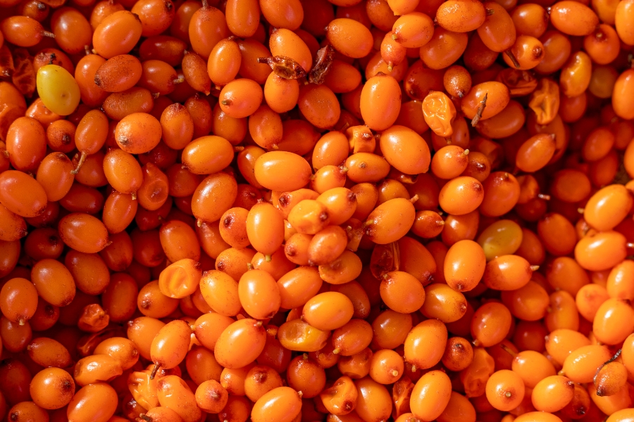 Rakytník pre lepšiu koncentráciu a zdravie